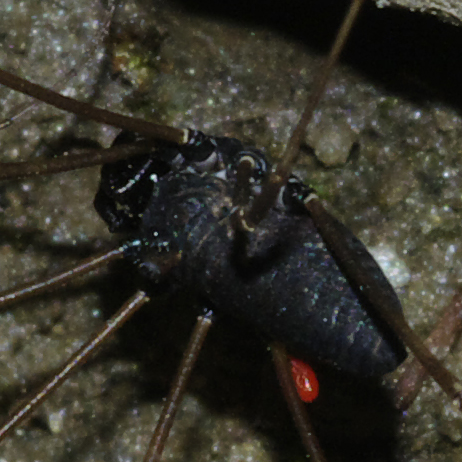 Opilionide altoatesino: P. pinetorum
